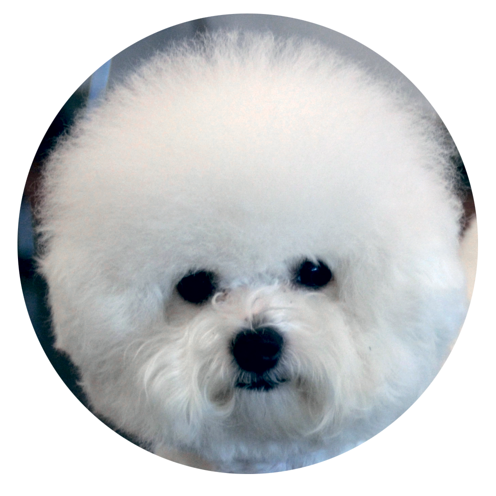 Kovrčavi bichon​