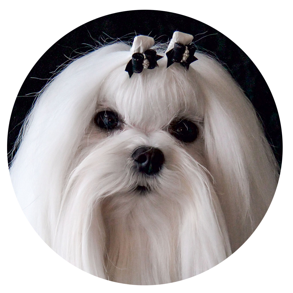 Maltezer